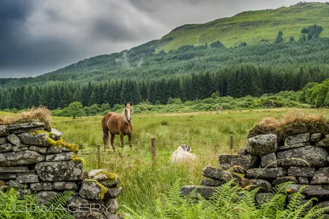 A horse in a green Scottish landscape beneath dramatic clouds.