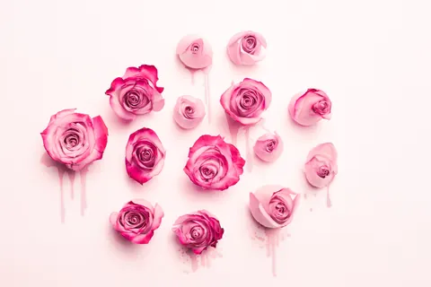 Pink roses arranged as a graphic still life on a pale background.