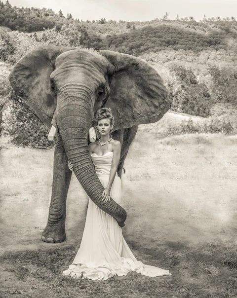 Fashion photograph featuring an evening gown and an elephant.